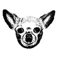 Hand Drawn Vector Portrait of Chihuahua or chiwawa dog