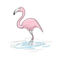 Flamingo N4