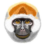 Funny monkey head with smile on the face fluffy fur N2