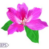 Painted flowers of seamless vector background