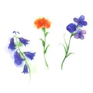 Watercolor of three violet yellow and blue flowers