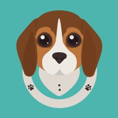 beagle puppy N3