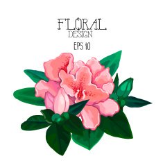 Azalea vignette