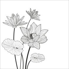 Beautiful lotus flower illustration Vector black and white floral background