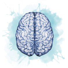 Watercolor brain N6