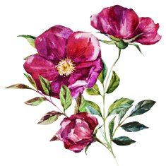 Watercolor Flowers N30