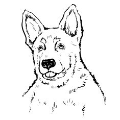 Vector german shepherd puppy sketch