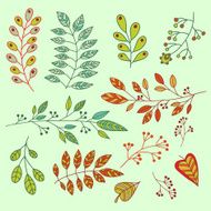 Foliage