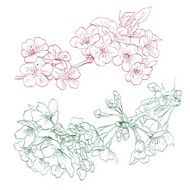 Flowers hand drawn vector illustration N3