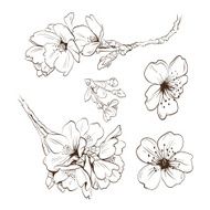 Flowers hand drawn vector illustration N4