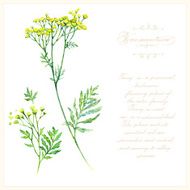 Tansy botanical vector illustration