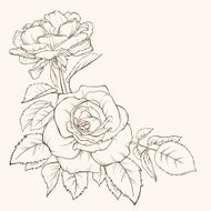 Rose flower Hand-drawn contour lines and strokes Element for design