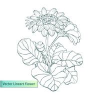 Vector hand drawn gerbera