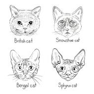 Set of hand drawn cats vector illustration N2