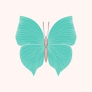 beautiful vintage blue butterfly isolated on white background