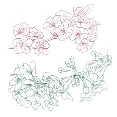 Flowers hand drawn vector illustration N3