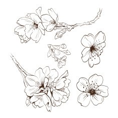 Flowers hand drawn vector illustration N4
