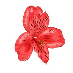 Beautiful red alstroemeria flower isolated on white background