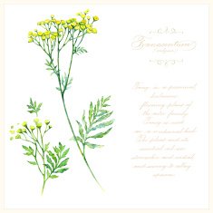 Tansy botanical vector illustration