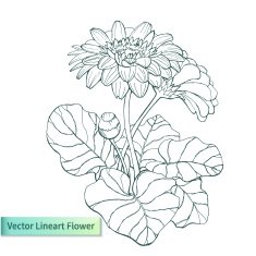 Vector hand drawn gerbera