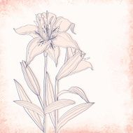 Lilies outline drawing Elegant vector background