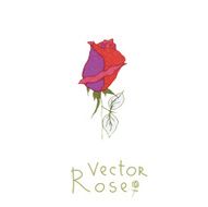 Rose N7