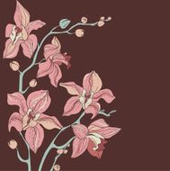 Vector Bouquet of Orchids