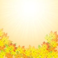 Autumn abstract background with leaf N11