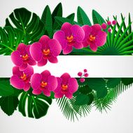 Orchid flowers N2