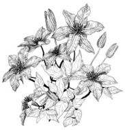 Sketch of clematis flowers