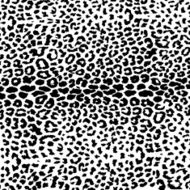 colorful textures of leopard N8