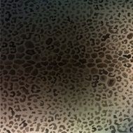 colorful textures of leopard N10