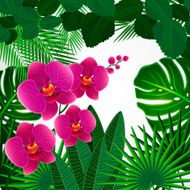Floral design background Orchid flowers N3