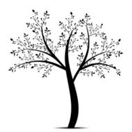 Olive Tree N14