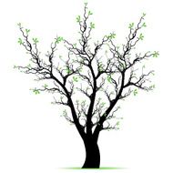 Spring Tree N11