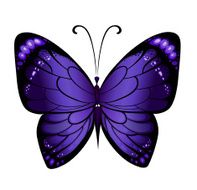 Vector colorful butterfly N3