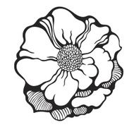 flowers in simple background N2