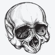 Skull drawing N2