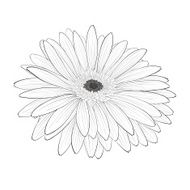beautiful monochrome black and white gerbera flower isolated