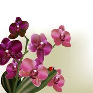 Background with vector orchid flowers