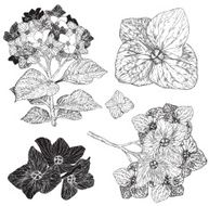 set of blooming hydrangea black and white