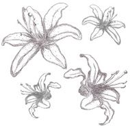 Hand drawn lilium flowers vector illustration