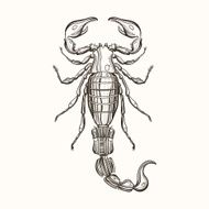 Hand drawn engraving Sketch of Scorpion Vector illustration for