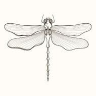 Hand drawn engraving Sketch of Dragonfly Vector illustration fo