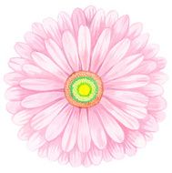 Pink watercolor gerbera N5