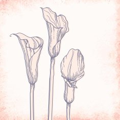Calla outline drawing Elegant vector background