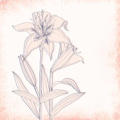 Lilies outline drawing Elegant vector background