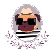 Pug-hipster in a hat and sunglasses