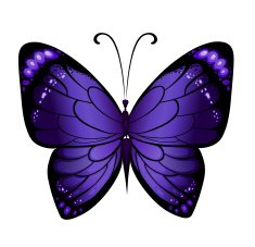 Vector colorful butterfly N3