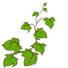 Vector hand drawn sketch - ivy Ground-creeping woody plant free image ...